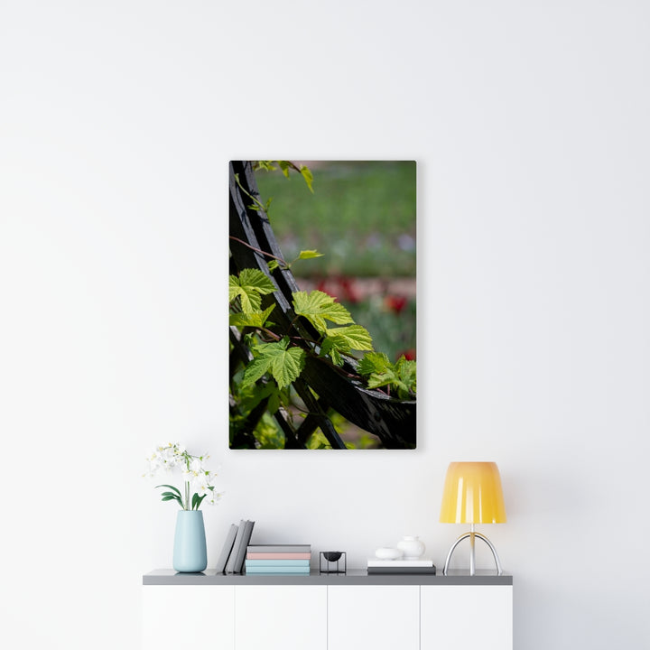 Ivy-Covered Fence - Canvas