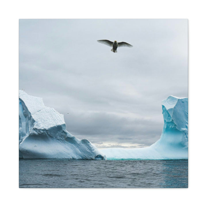 Antarctic Flight - Canvas