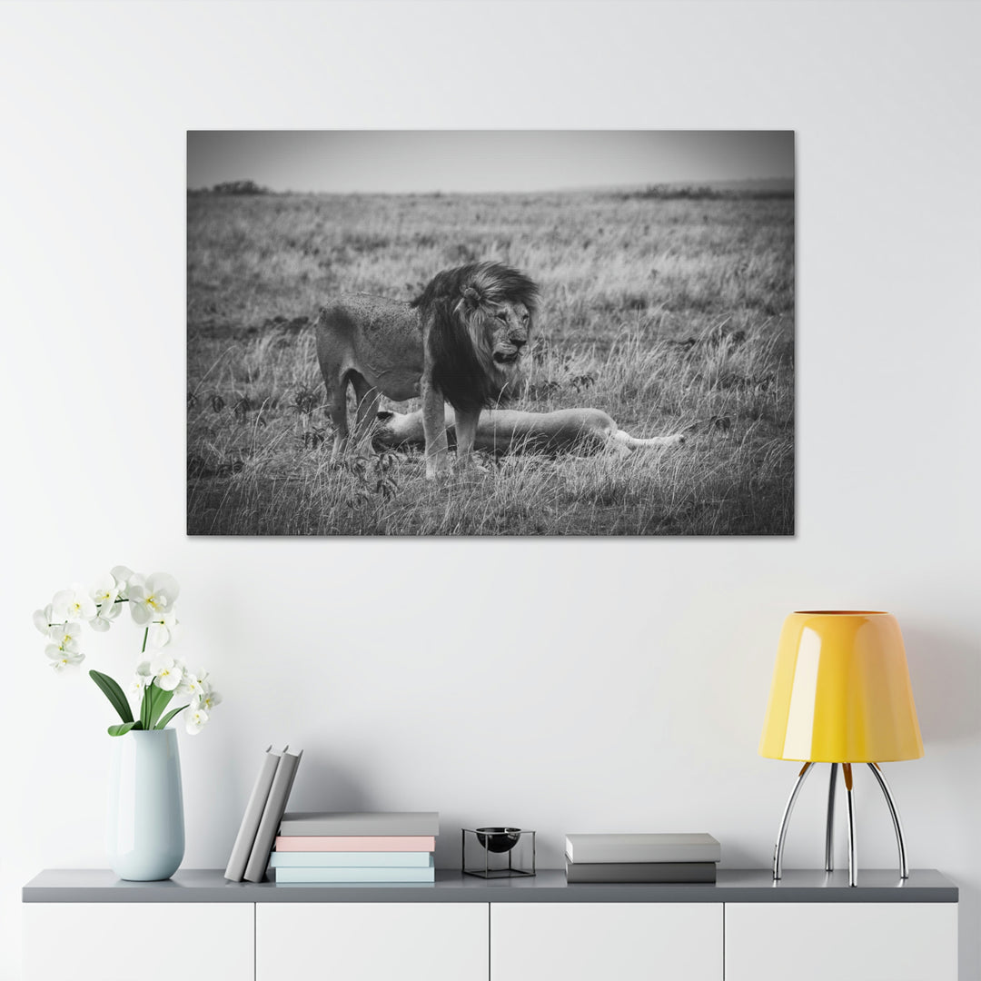 Mating Lions in Black and White - Canvas