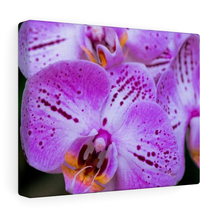 Orchid in Pink - Canvas