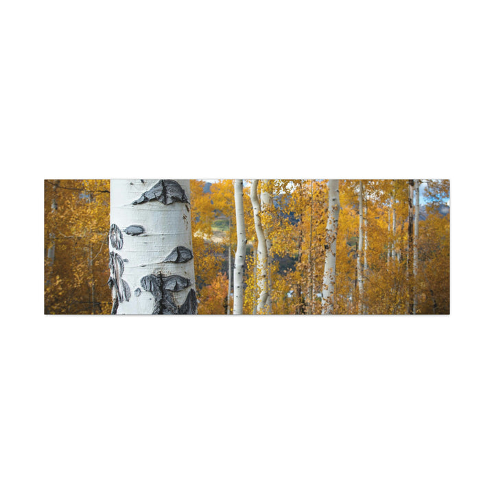 Aspens Changing - Canvas