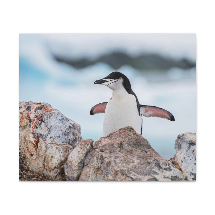 Stretched Penguin - Canvas