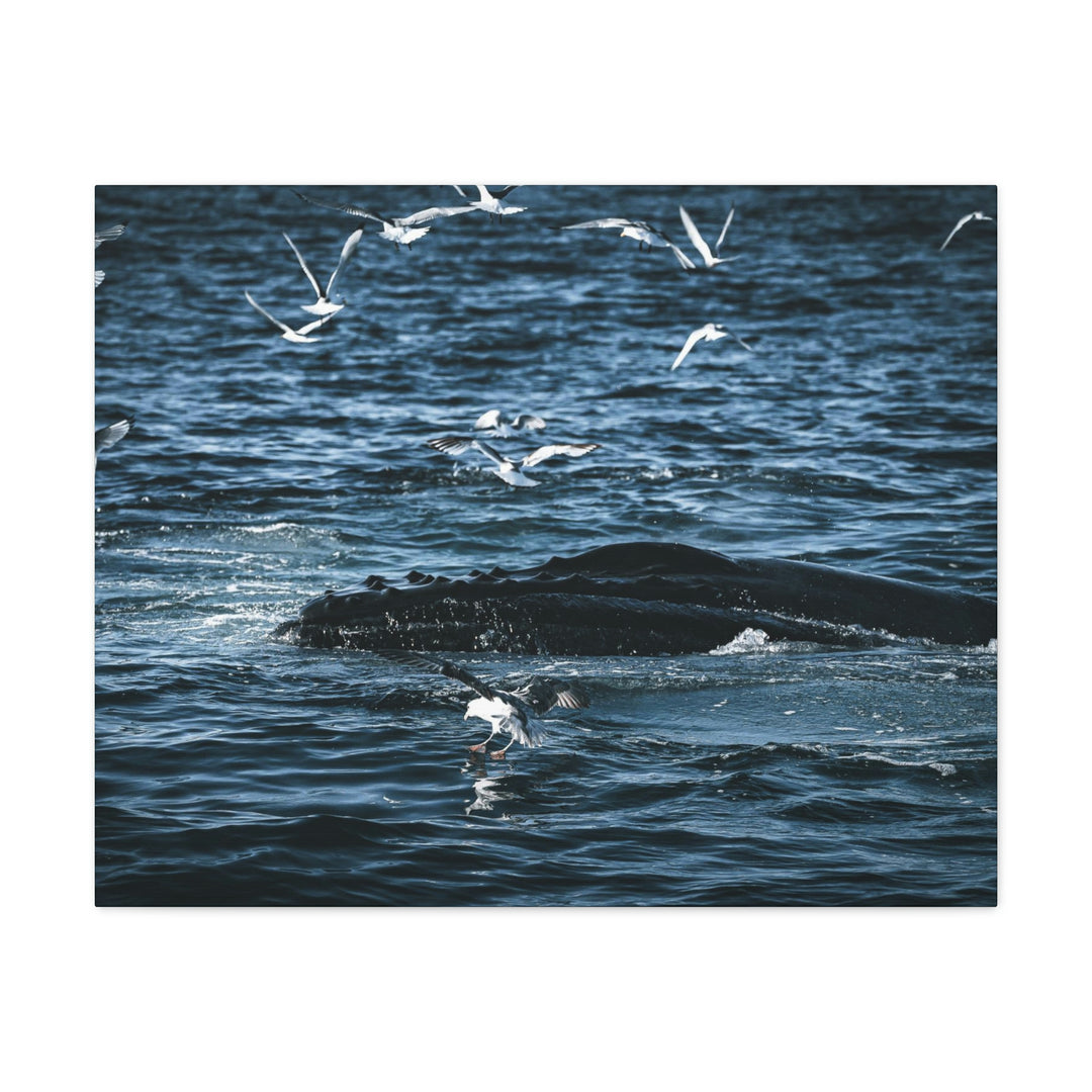 Humpback Hello - Canvas