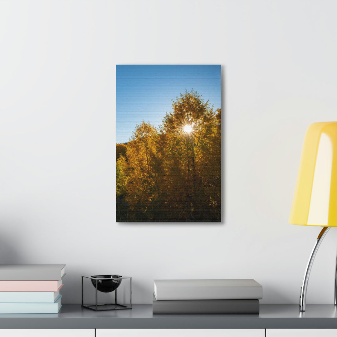 Sun Through the Aspens - Canvas