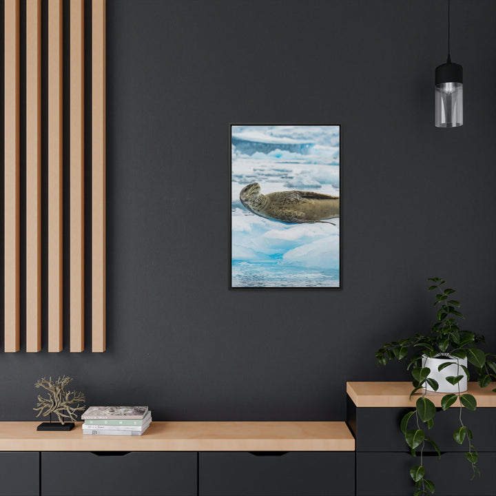 Leopard Seal Relaxing - Canvas with Frame