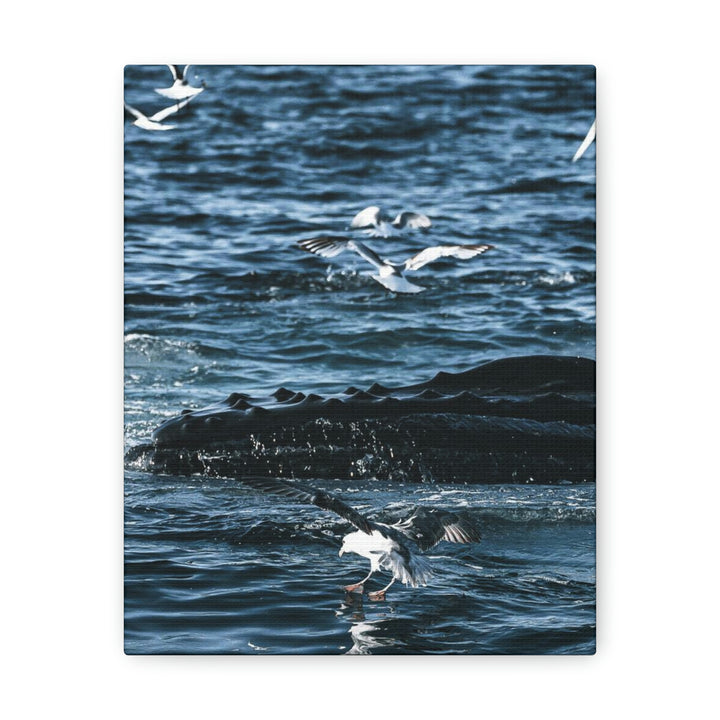 Humpback Hello - Canvas