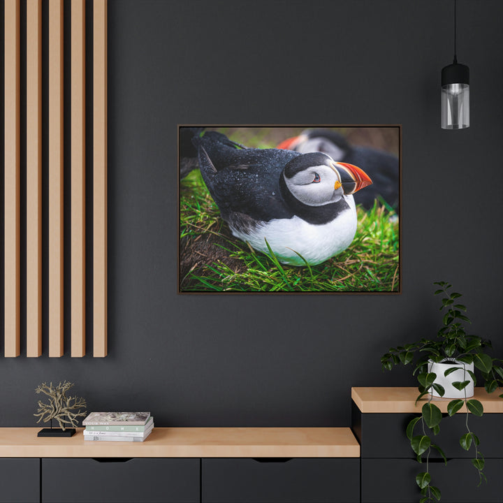 Resting Puffin - Canvas with Frame