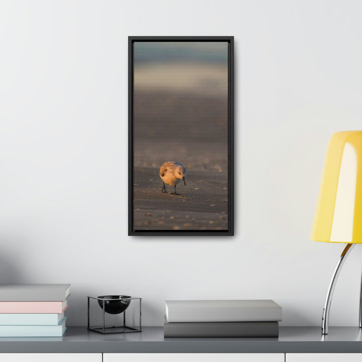 Feeding Sanderling - Canvas with Frame