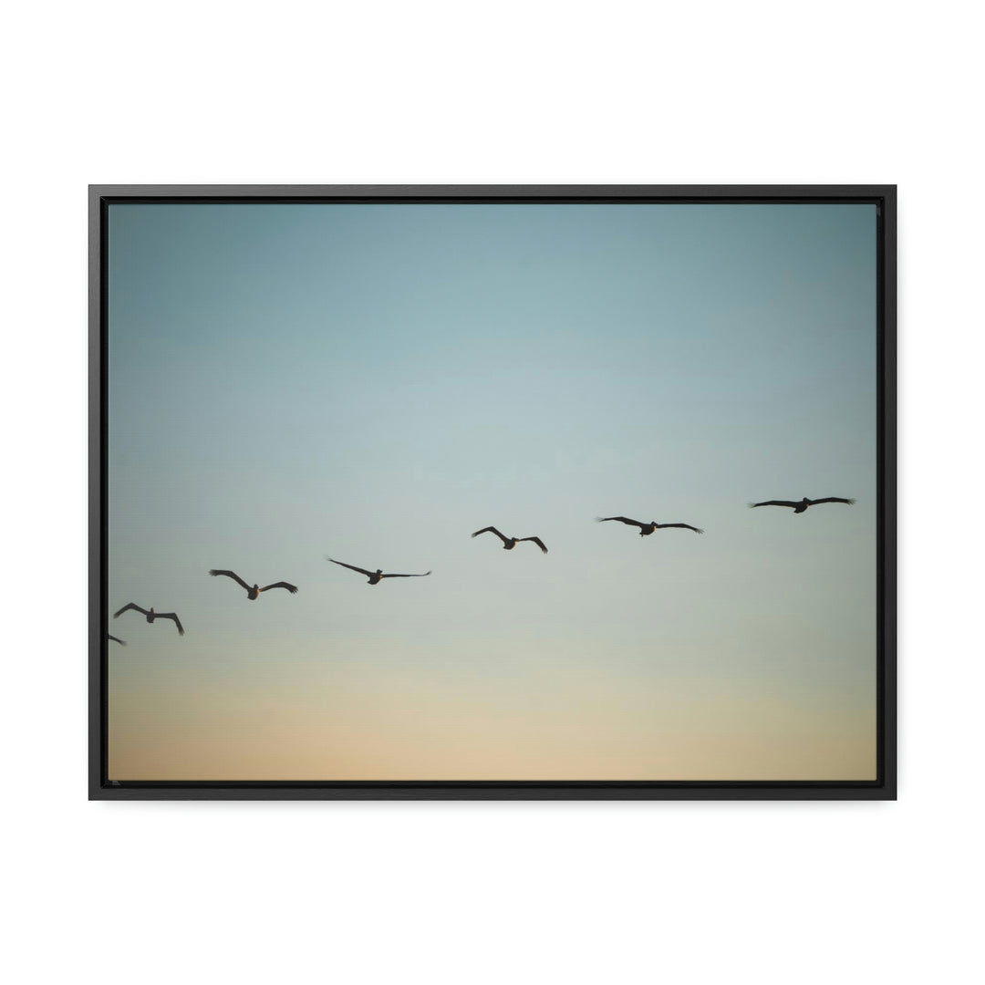 Brown Pelicans in Flight - Canvas with Frame