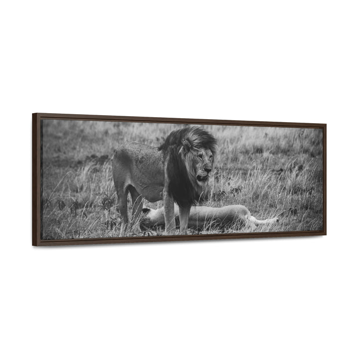 Mating Lions in Black and White - Canvas with Frame