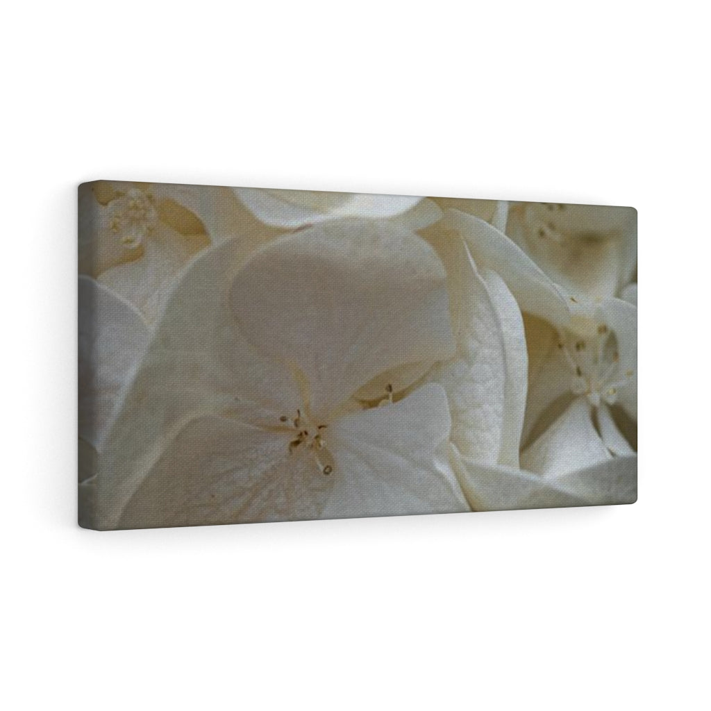 White Hydrangea Detail - Canvas