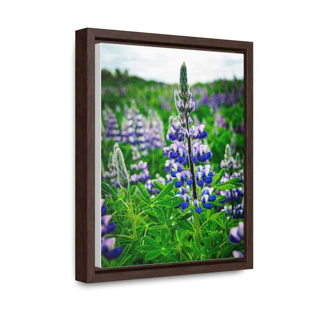 Glowing Lupin - Canvas with Frame