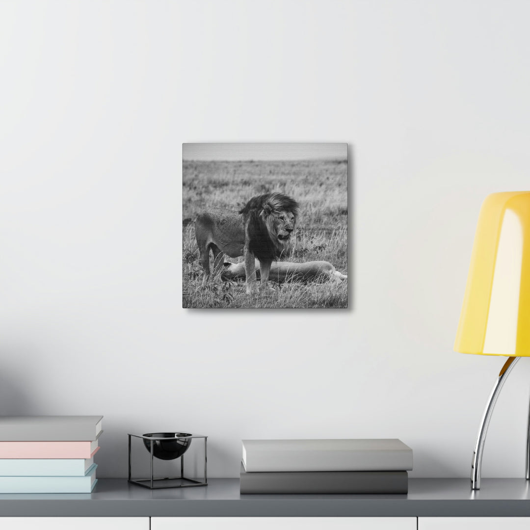 Mating Lions in Black and White - Canvas