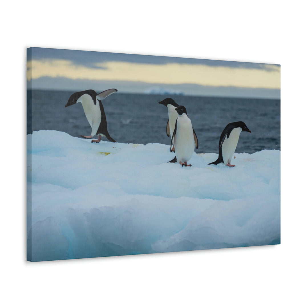 Penguin Dance - Canvas