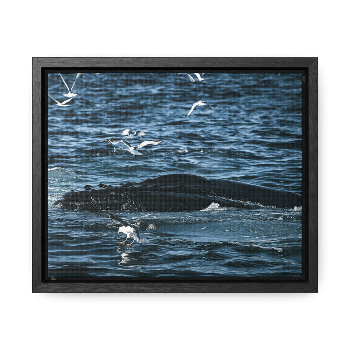 Humpback Hello - Canvas with Frame