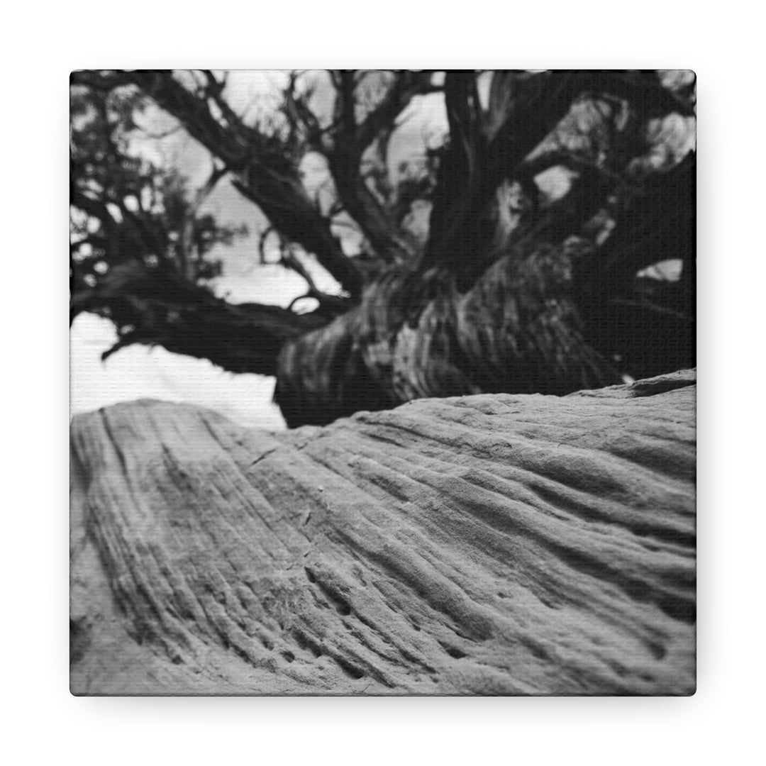 Desert Reach in Black and White - Canvas