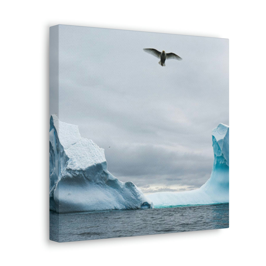 Antarctic Flight - Canvas