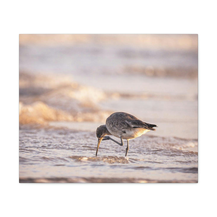 Willet Itch - Canvas