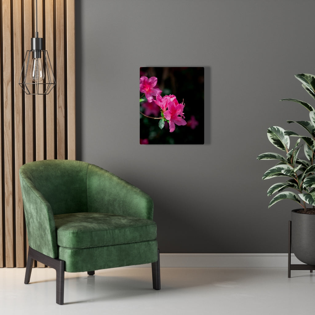 Standout Azalea - Canvas