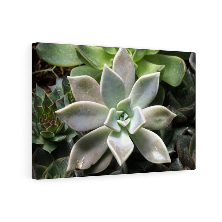 Succulent - Array - Canvas