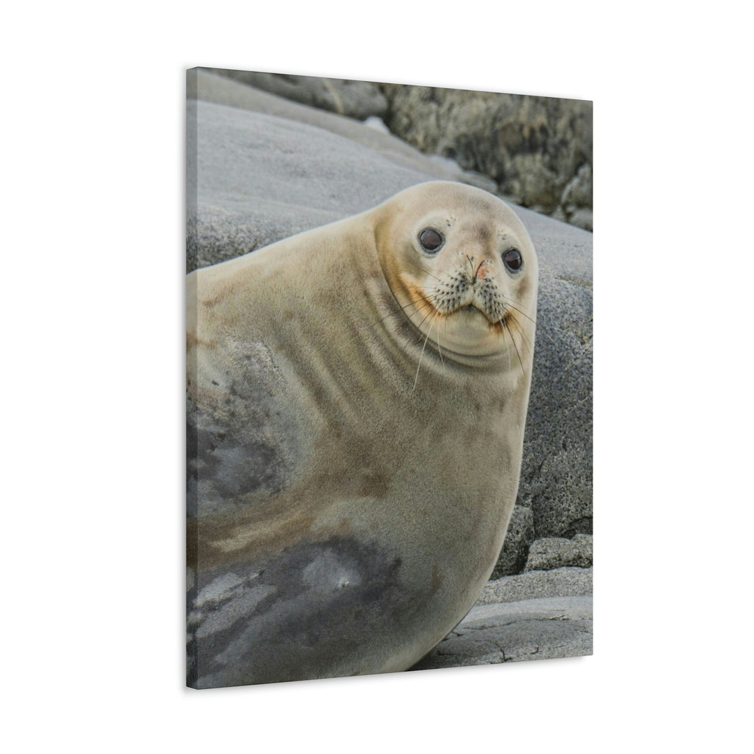 Weddell Smile - Canvas