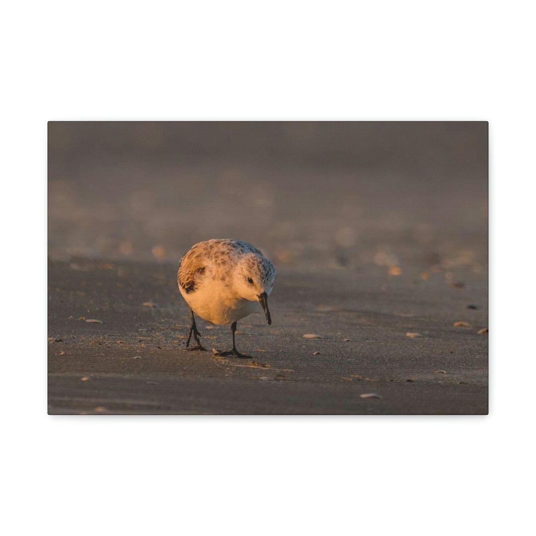 Feeding Sanderling - Canvas