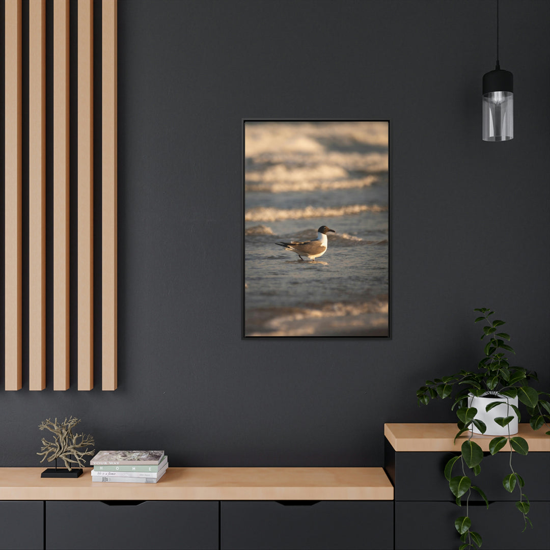 Laughing Gull in the Surf - Canvas with Frame