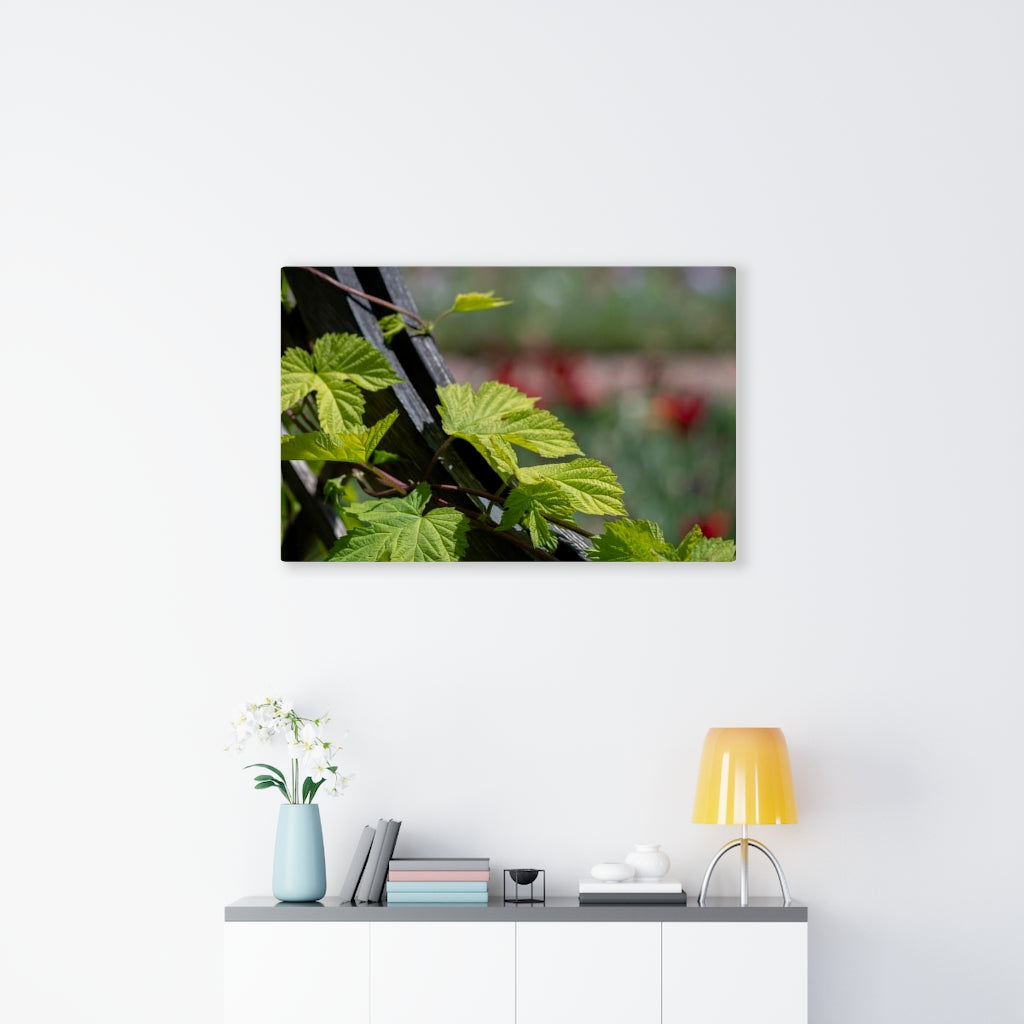 Ivy-Covered Fence - Canvas