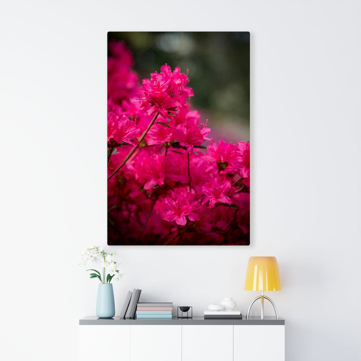 Full Bloom - Canvas