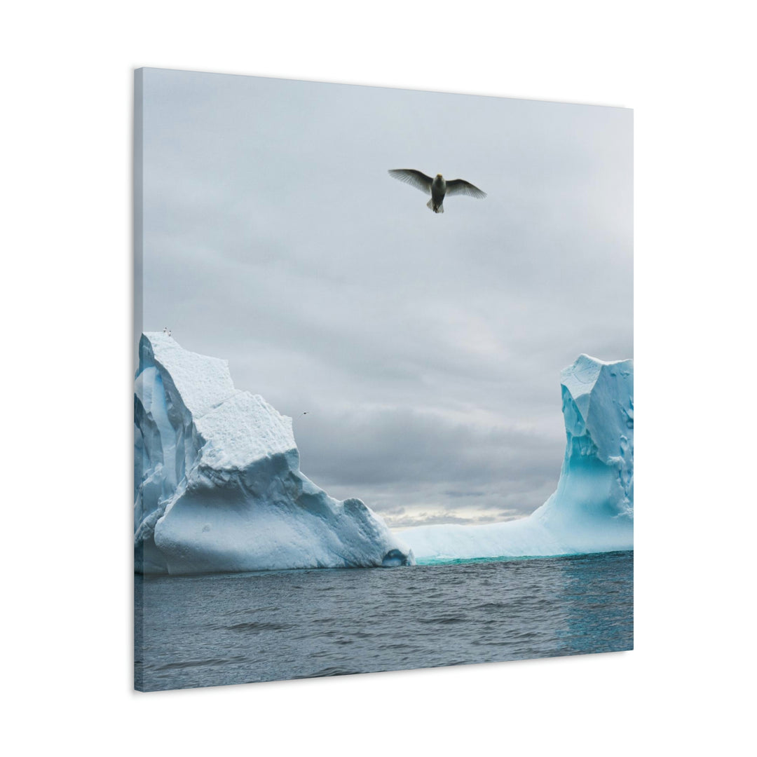 Antarctic Flight - Canvas