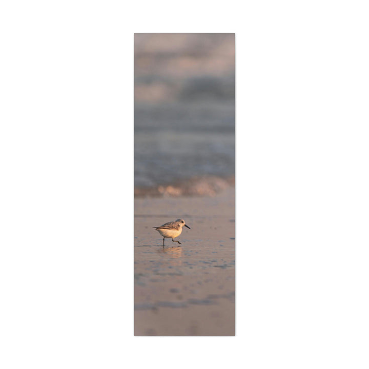 Sanderling in Soft Dusk Light - Canvas