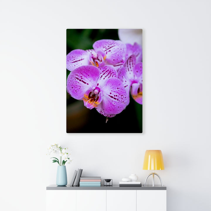 Orchid in Pink - Canvas