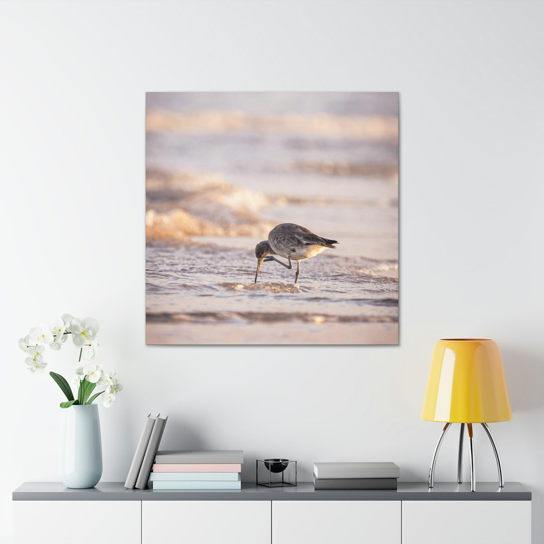 Willet Itch - Canvas