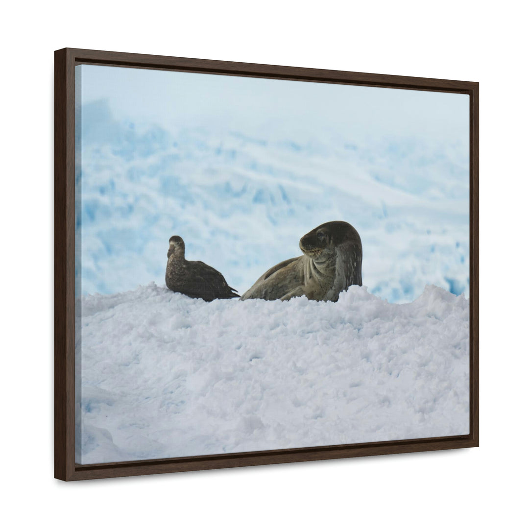 A Resting Pair - Canvas with Frame