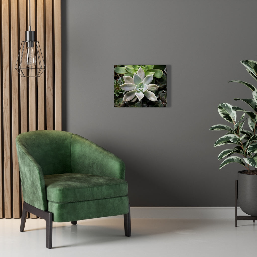 Succulent - Array - Canvas