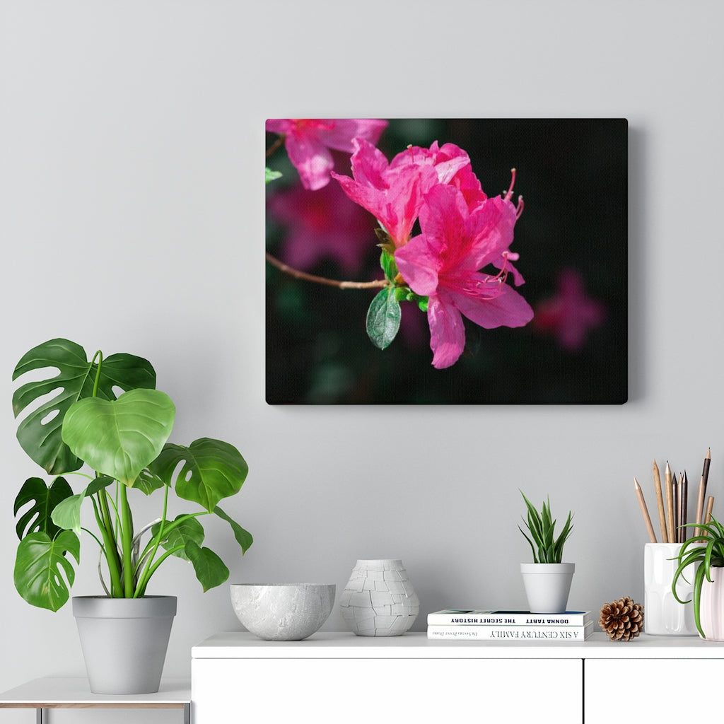 Standout Azalea - Canvas