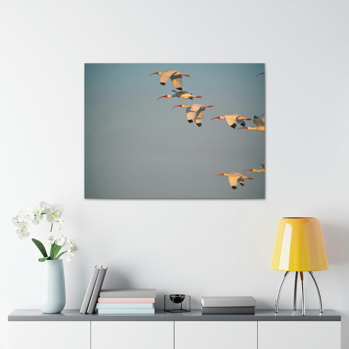 White Ibis in Flight - Canvas