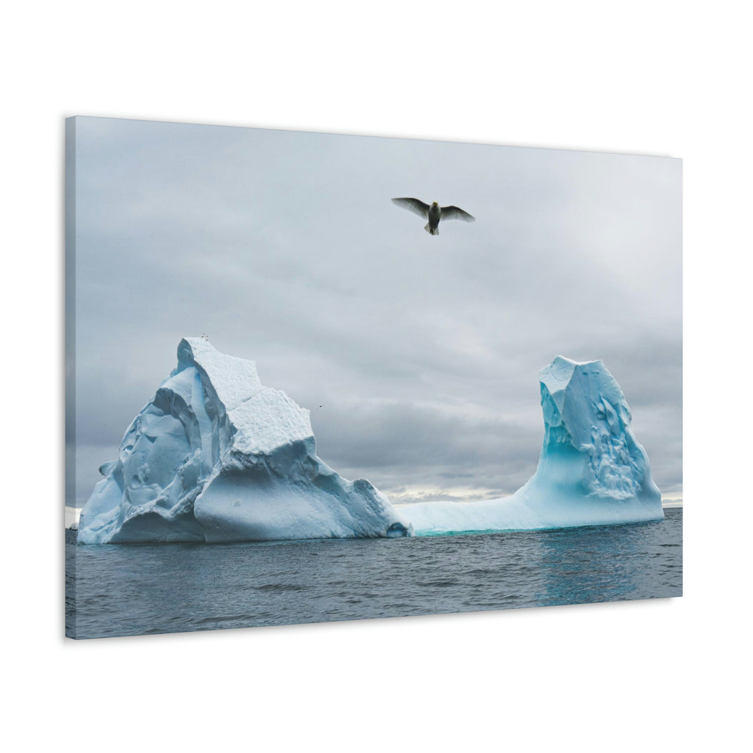 Antarctic Flight - Canvas