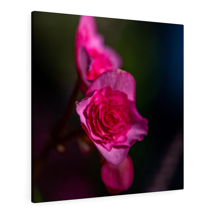 Hybrid Tea Lily - Canvas