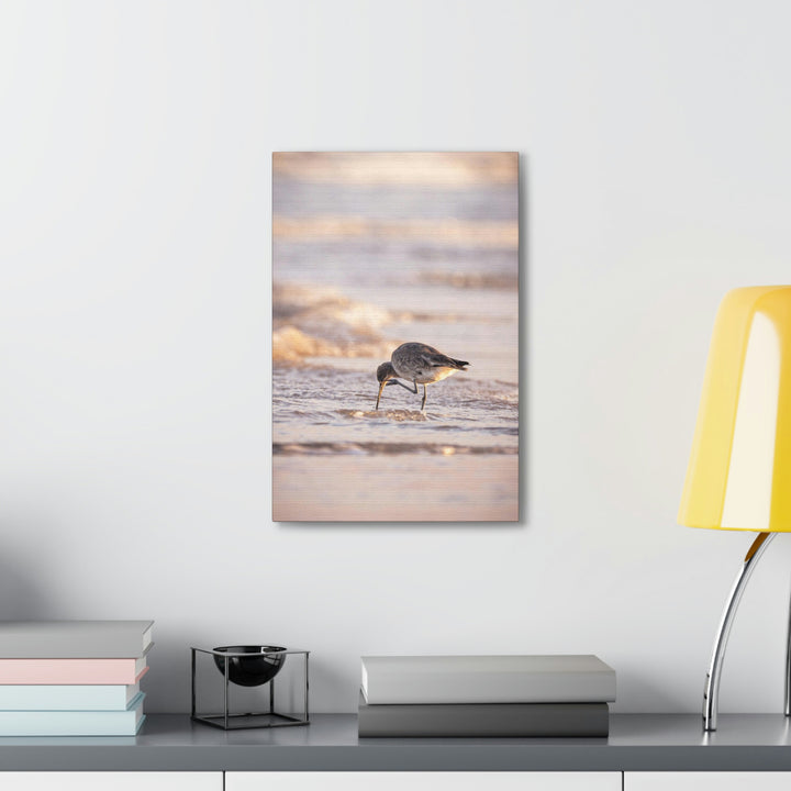 Willet Itch - Canvas