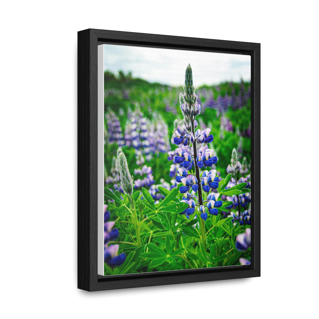 Glowing Lupin - Canvas with Frame