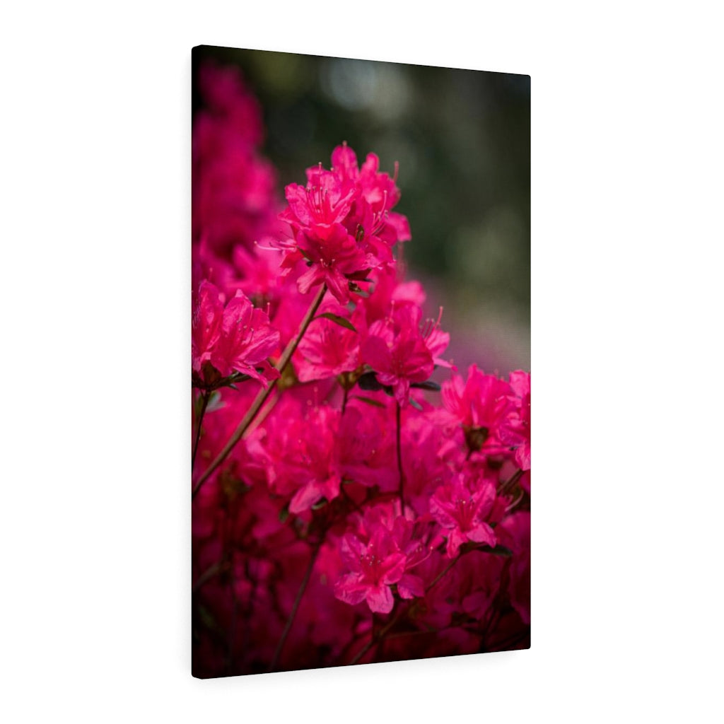 Full Bloom - Canvas