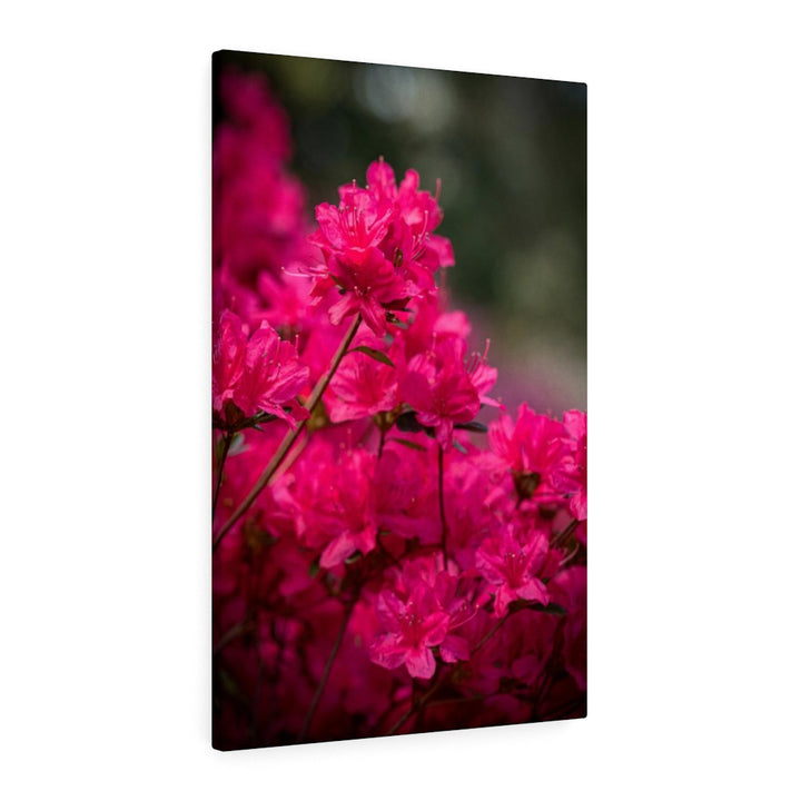 Full Bloom - Canvas