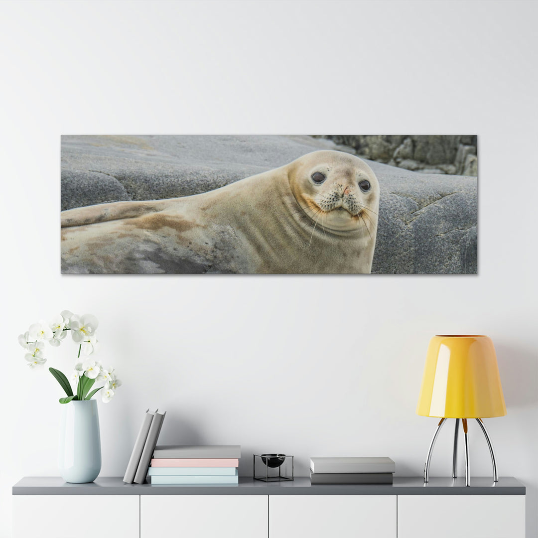 Weddell Smile - Canvas