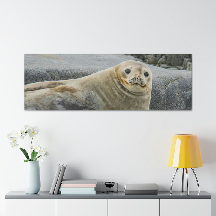 Weddell Smile - Canvas