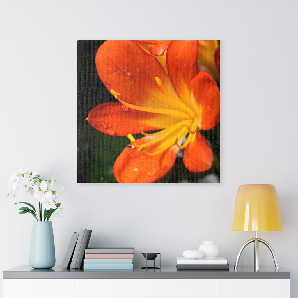 Bright Bush Lily - Canvas