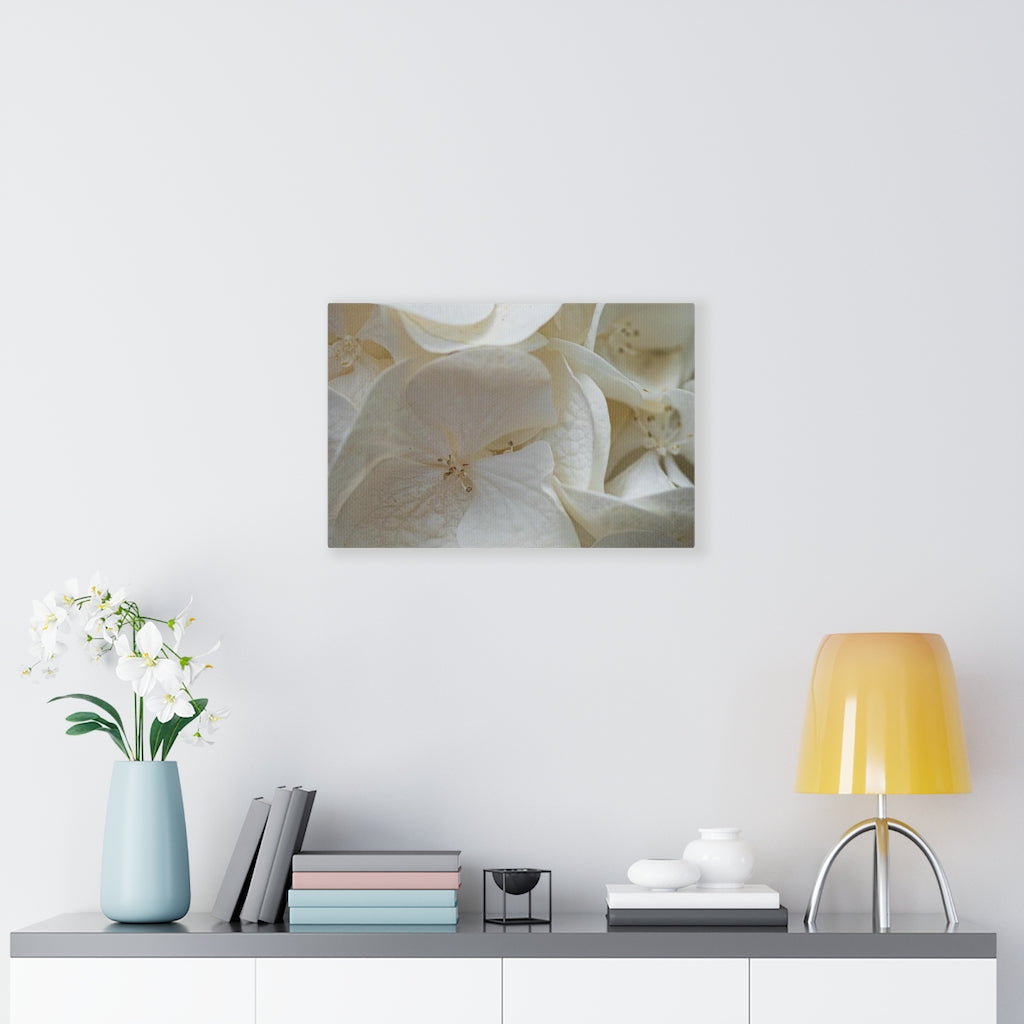 White Hydrangea Detail - Canvas