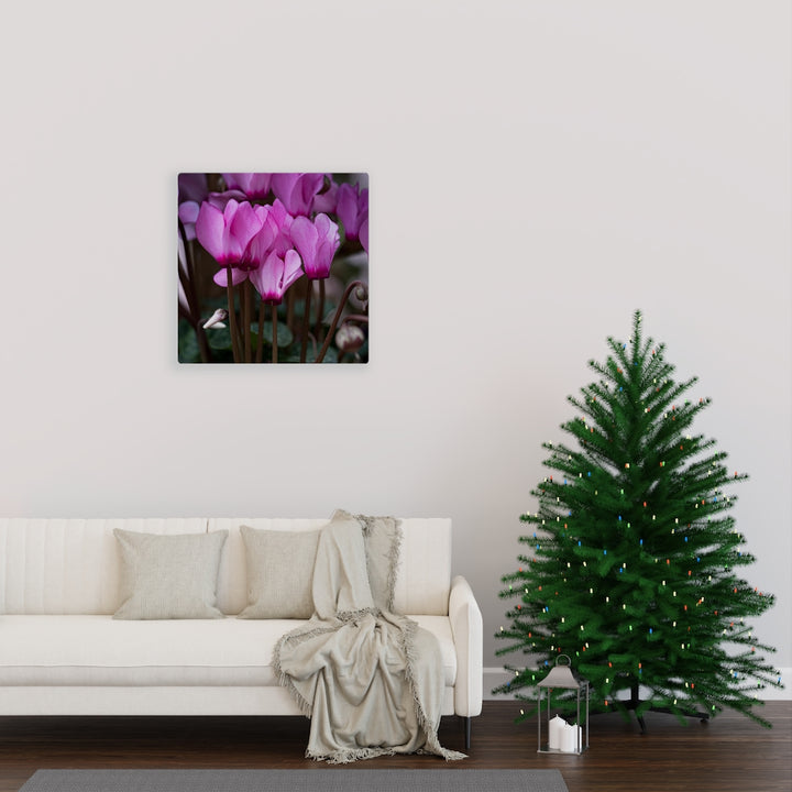 Cyclamen Reach - Canvas