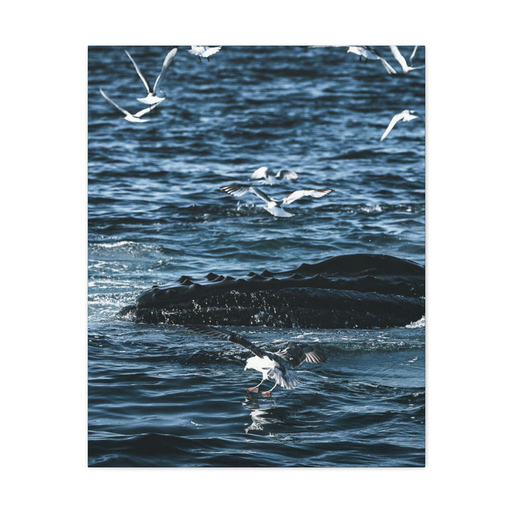 Humpback Hello - Canvas