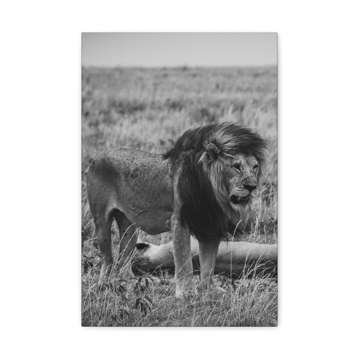 Mating Lions in Black and White - Canvas